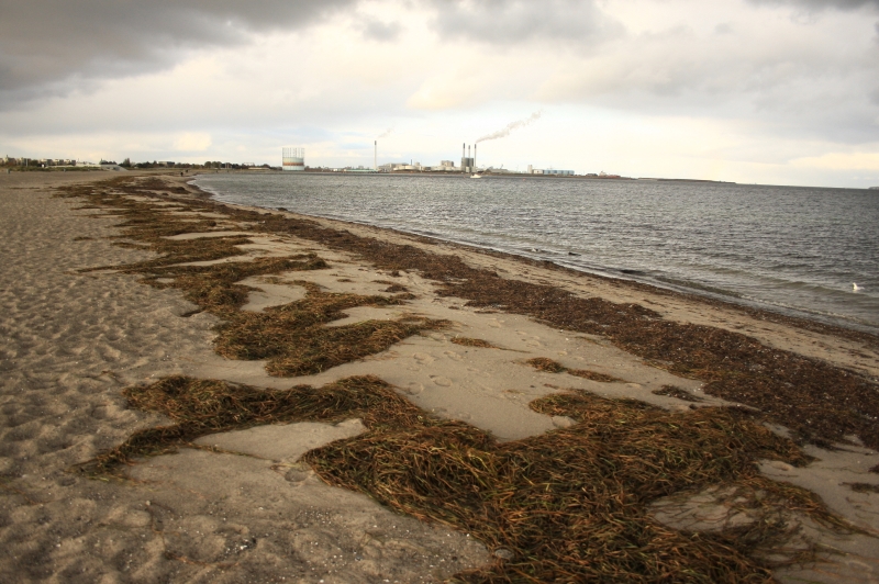 gal/Copenhagen/Amager_Strand/Amager_Strand_Copenhagen_Beach45.jpg