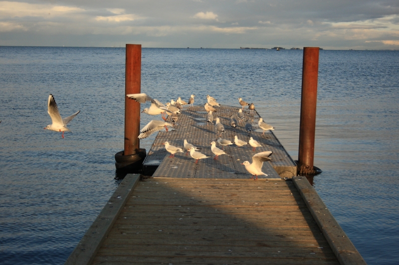 gal/Copenhagen/Amager_Strand/Amager_Strand_Copenhagen_Beach86.jpg