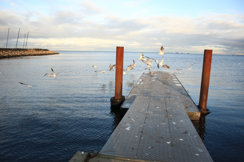 gal/Copenhagen/Amager_Strand/Amager_Strand_Copenhagen_Beach87.jpg
