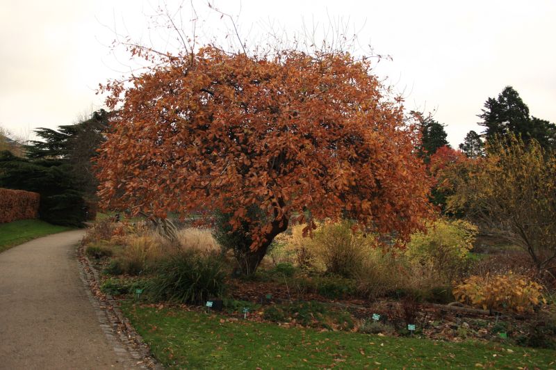 gal/Copenhagen/Botanisk_Have/Botanisk_Have_Copenhagen36.jpg