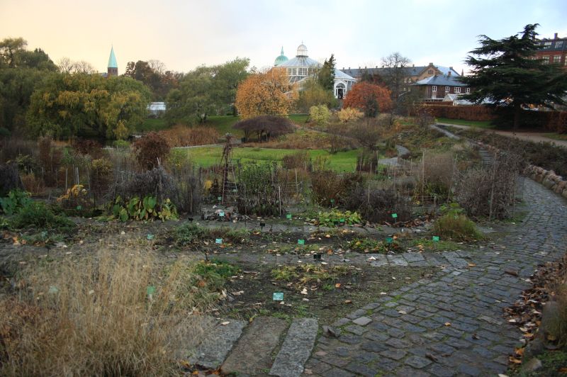 gal/Copenhagen/Botanisk_Have/Botanisk_Have_Copenhagen51.jpg