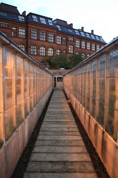 gal/Copenhagen/Botanisk_Have/Botanisk_Have_Copenhagen55.jpg