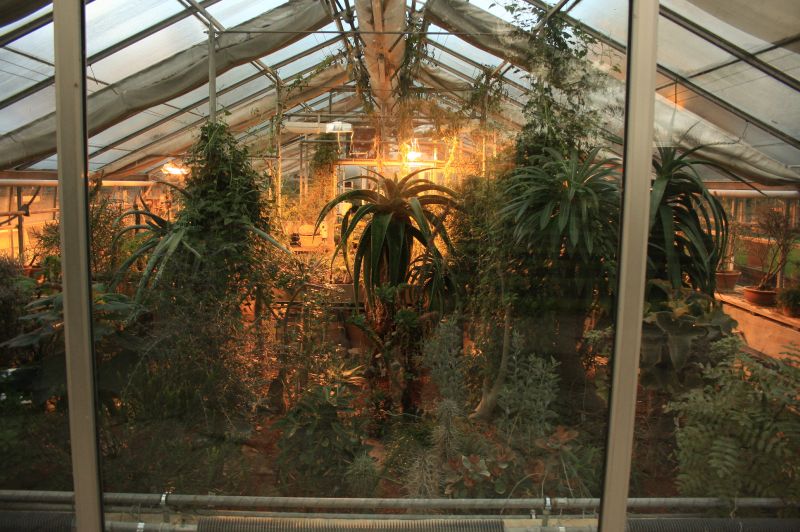 gal/Copenhagen/Botanisk_Have/Botanisk_Have_Copenhagen62.jpg