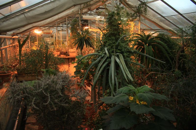 gal/Copenhagen/Botanisk_Have/Botanisk_Have_Copenhagen63.jpg