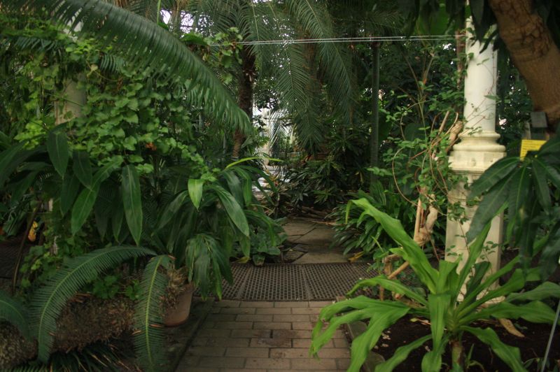 gal/Copenhagen/Botanisk_Have/Palm_House/Botanisk_Have_Copenhagen_Palm_House012.jpg