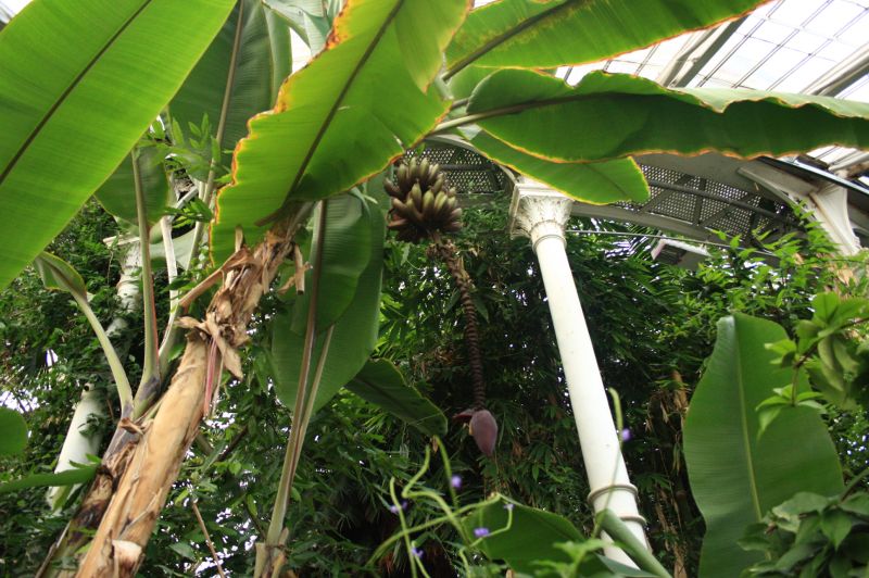 gal/Copenhagen/Botanisk_Have/Palm_House/Botanisk_Have_Copenhagen_Palm_House013.jpg