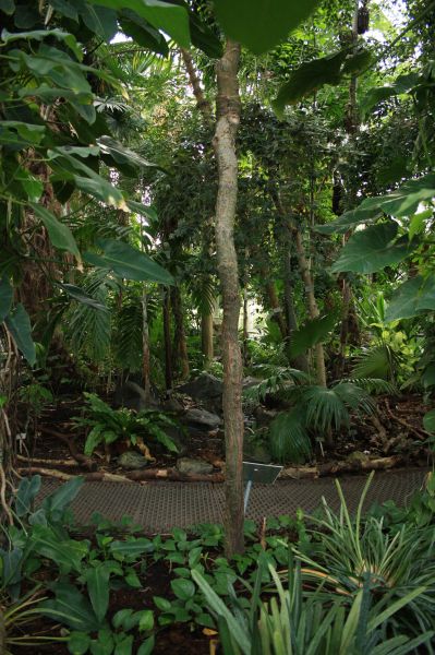 gal/Copenhagen/Botanisk_Have/Palm_House/Botanisk_Have_Copenhagen_Palm_House016.jpg