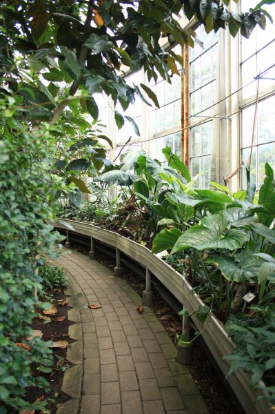 gal/Copenhagen/Botanisk_Have/Palm_House/Botanisk_Have_Copenhagen_Palm_House017.jpg