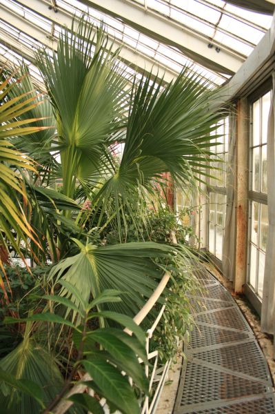 gal/Copenhagen/Botanisk_Have/Palm_House/Botanisk_Have_Copenhagen_Palm_House036.jpg