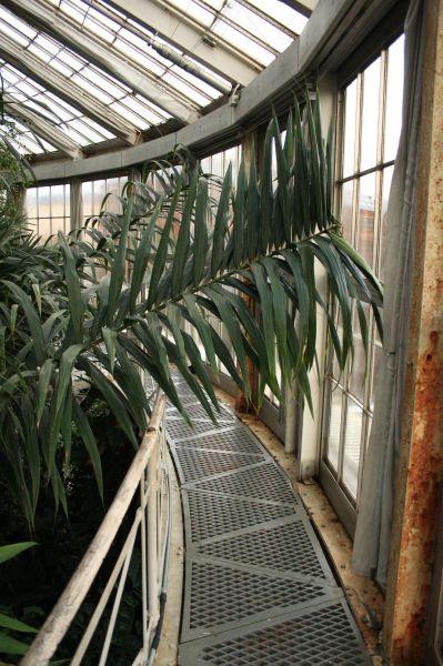 gal/Copenhagen/Botanisk_Have/Palm_House/Botanisk_Have_Copenhagen_Palm_House045.jpg