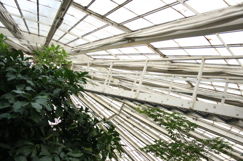 gal/Copenhagen/Botanisk_Have/Palm_House/Botanisk_Have_Copenhagen_Palm_House049.jpg