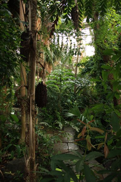gal/Copenhagen/Botanisk_Have/Palm_House/Botanisk_Have_Copenhagen_Palm_House058.jpg