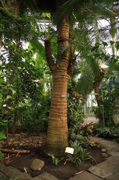 gal/Copenhagen/Botanisk_Have/Palm_House/Botanisk_Have_Copenhagen_Palm_House062.jpg