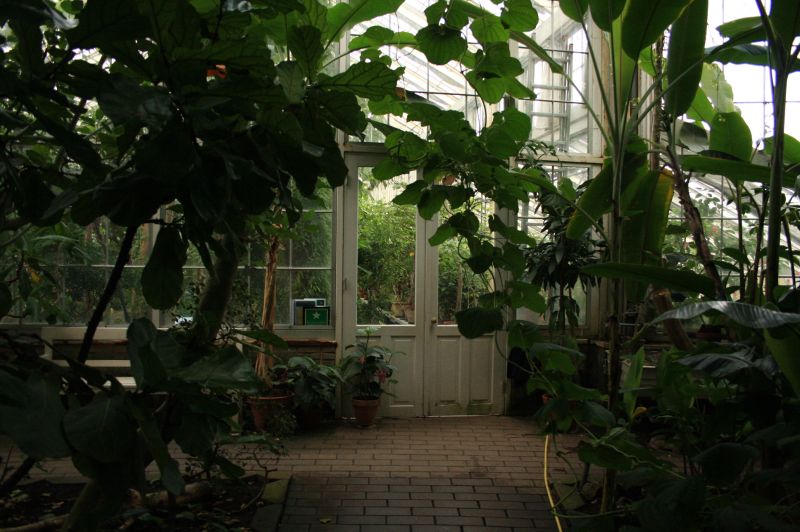 gal/Copenhagen/Botanisk_Have/Palm_House/Botanisk_Have_Copenhagen_Palm_House066.jpg