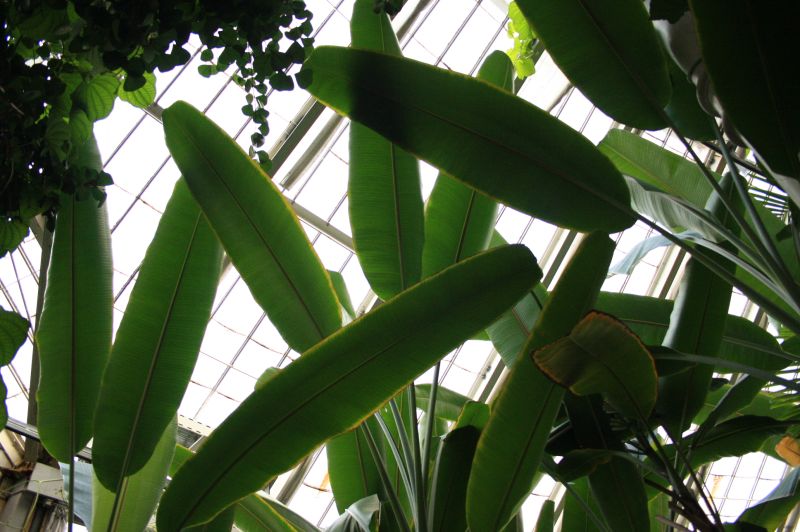 gal/Copenhagen/Botanisk_Have/Palm_House/Botanisk_Have_Copenhagen_Palm_House067.jpg