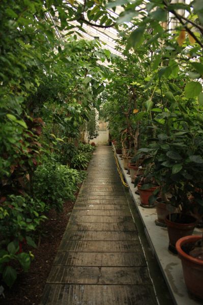 gal/Copenhagen/Botanisk_Have/Palm_House/Botanisk_Have_Copenhagen_Palm_House068.jpg
