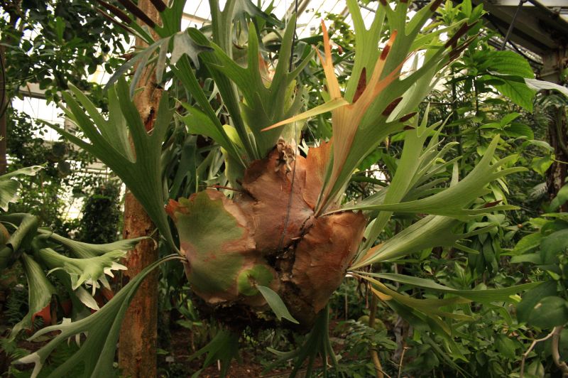 gal/Copenhagen/Botanisk_Have/Palm_House/Botanisk_Have_Copenhagen_Palm_House081.jpg