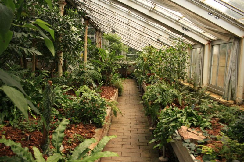 gal/Copenhagen/Botanisk_Have/Palm_House/Botanisk_Have_Copenhagen_Palm_House083.jpg