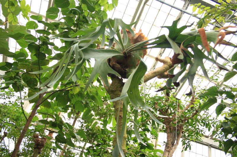 gal/Copenhagen/Botanisk_Have/Palm_House/Botanisk_Have_Copenhagen_Palm_House089.jpg