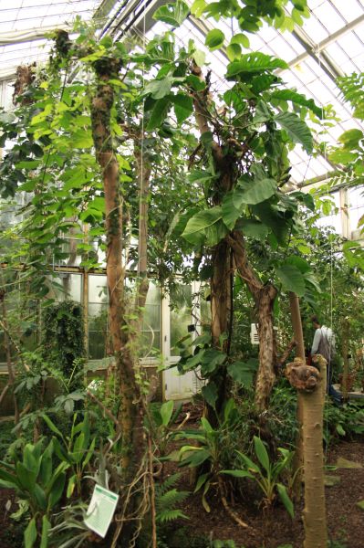 gal/Copenhagen/Botanisk_Have/Palm_House/Botanisk_Have_Copenhagen_Palm_House090.jpg