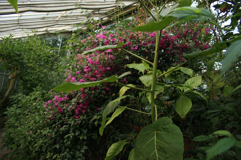 gal/Copenhagen/Botanisk_Have/Palm_House/Botanisk_Have_Copenhagen_Palm_House112.jpg
