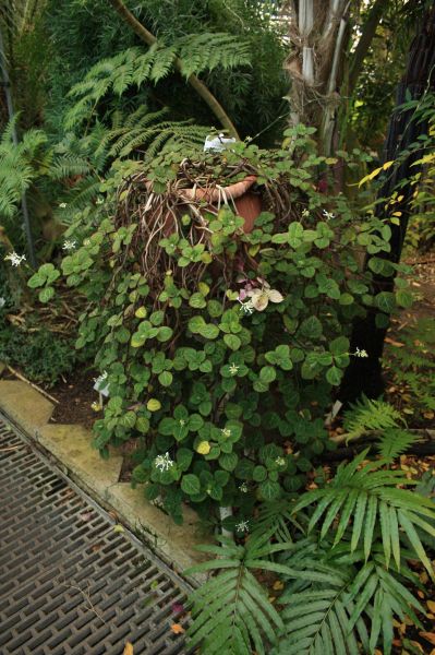 gal/Copenhagen/Botanisk_Have/Palm_House/Botanisk_Have_Copenhagen_Palm_House121.jpg