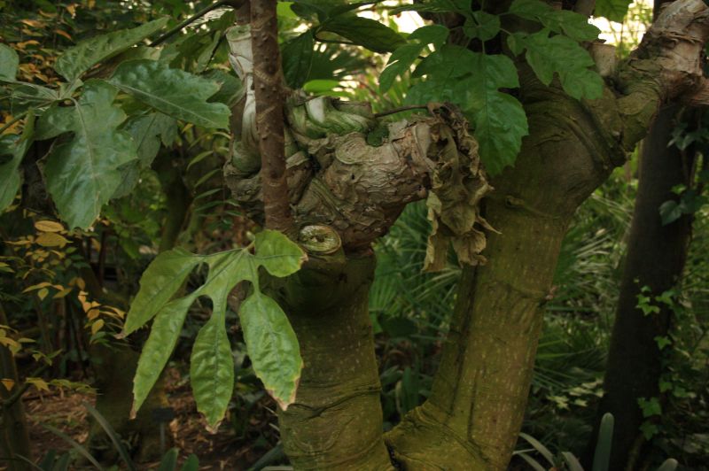 gal/Copenhagen/Botanisk_Have/Palm_House/Botanisk_Have_Copenhagen_Palm_House127.jpg