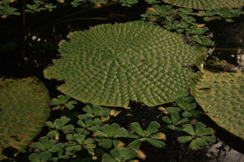 gal/Copenhagen/Botanisk_Have/Palm_House/Botanisk_Have_Copenhagen_Palm_House129.jpg