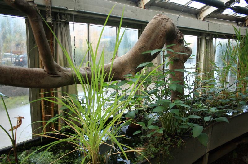 gal/Copenhagen/Botanisk_Have/Palm_House/Botanisk_Have_Copenhagen_Palm_House136.jpg
