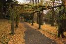 gal/Copenhagen/Botanisk_Have/_thb_Botanisk_Have_Copenhagen17.jpg