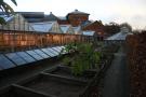 gal/Copenhagen/Botanisk_Have/_thb_Botanisk_Have_Copenhagen52.jpg
