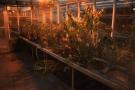 gal/Copenhagen/Botanisk_Have/_thb_Botanisk_Have_Copenhagen53.jpg