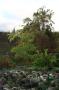 gal/Copenhagen/Botanisk_Have/_thb_Botanisk_Have_Copenhagen72.jpg