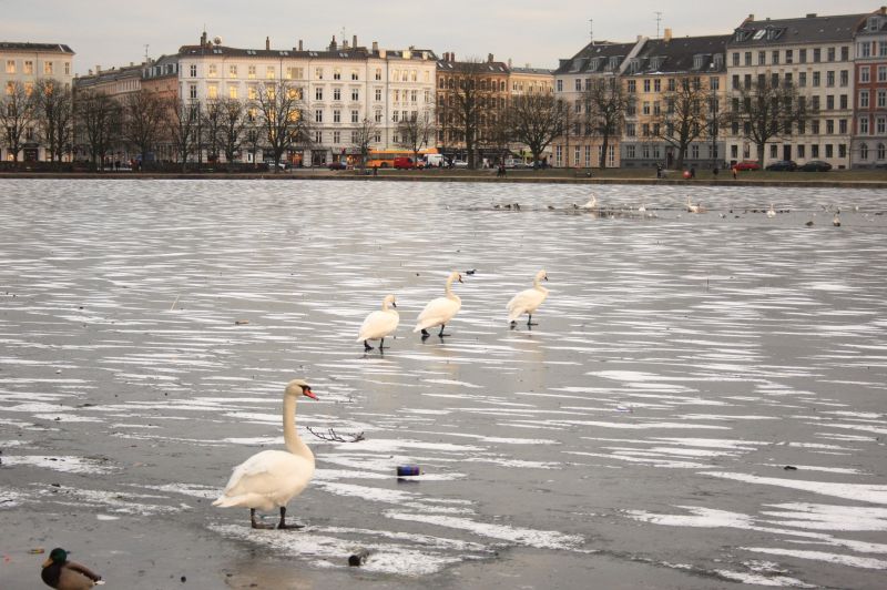 gal/Copenhagen/Soerne_-_Northern_Lakes/Soerne_Copenhague_Lacs_Nord133.jpg