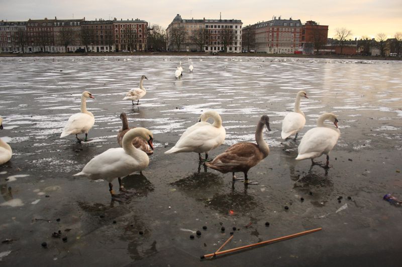 gal/Copenhagen/Soerne_-_Northern_Lakes/Soerne_Copenhague_Lacs_Nord135.jpg