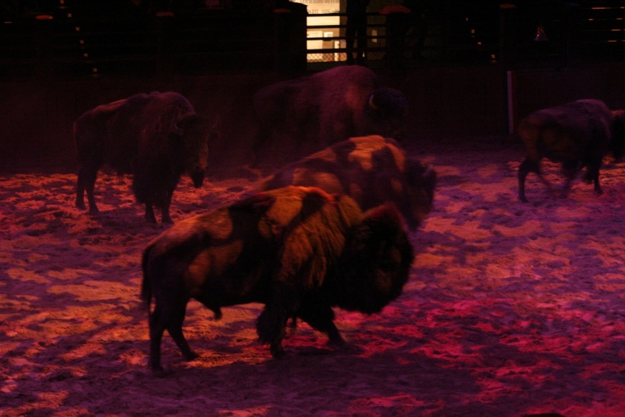 gal/Disneyland_Resort_Paris/Disney_Village/Buffalo_Bill_Wild_West_Show/IMG_8415.JPG