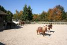 gal/Disneyland_Resort_Paris/Hotels/Ranch_Davy_Crockett/_thb_IMG_8003.JPG