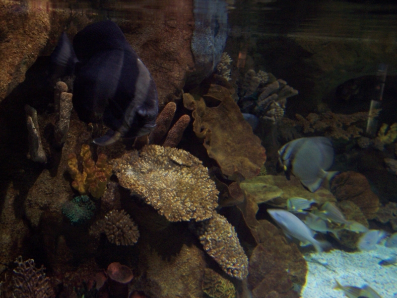 gal/Disneyland_Resort_Paris/sealife/101_0043.JPG