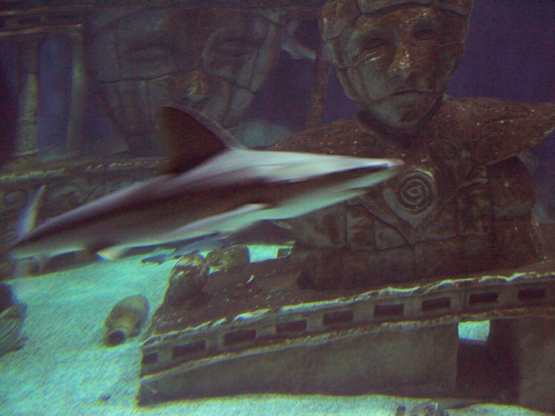 gal/Disneyland_Resort_Paris/sealife/101_0045.JPG