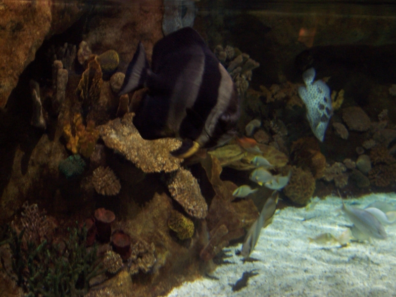 gal/Disneyland_Resort_Paris/sealife/101_0049.JPG