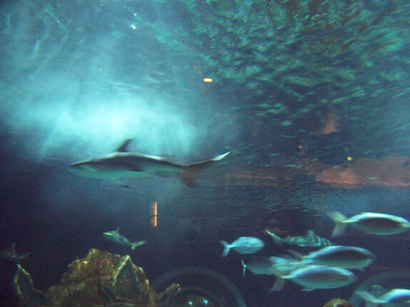 gal/Disneyland_Resort_Paris/sealife/101_0051.JPG