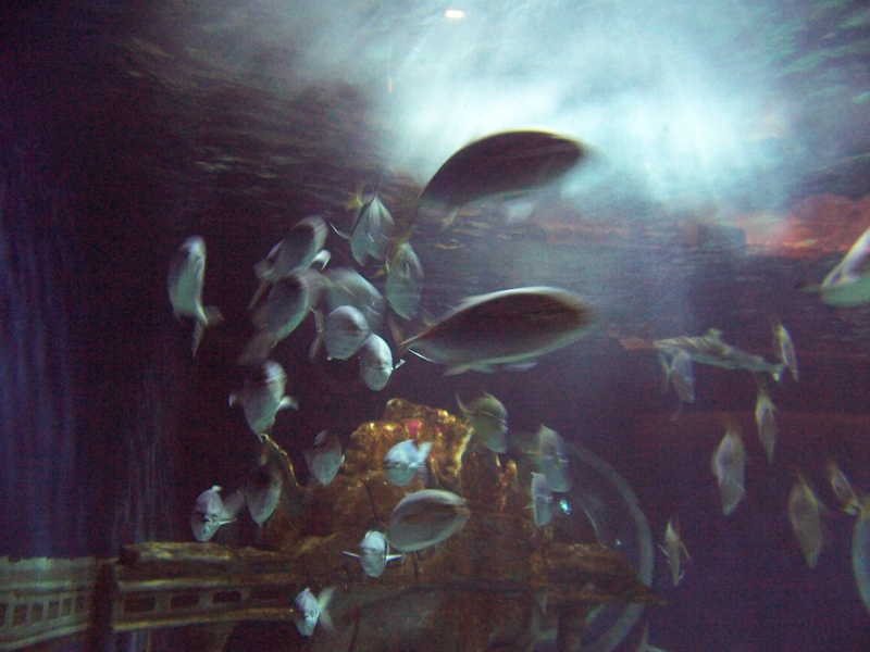 gal/Disneyland_Resort_Paris/sealife/101_0053.JPG
