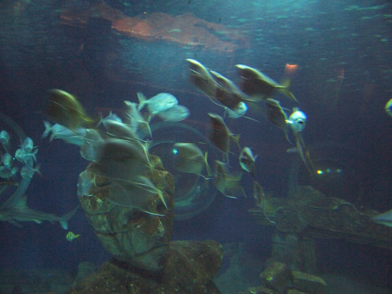 gal/Disneyland_Resort_Paris/sealife/101_0055.JPG