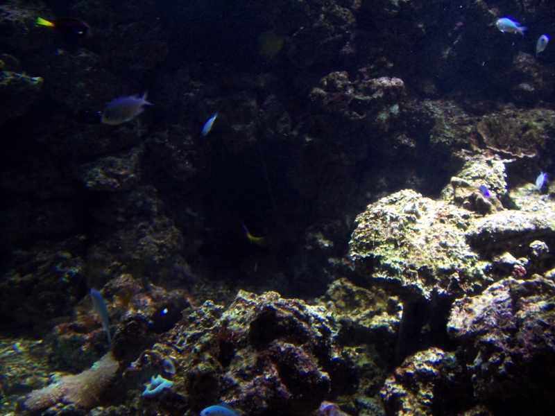 gal/Disneyland_Resort_Paris/sealife/101_0059.JPG