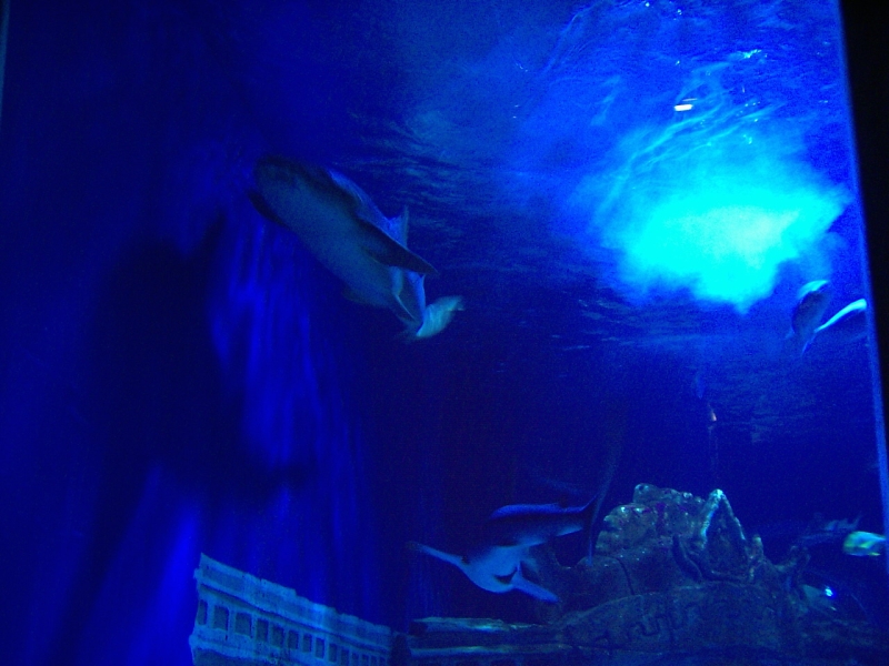 gal/Disneyland_Resort_Paris/sealife/PIC02116.JPG