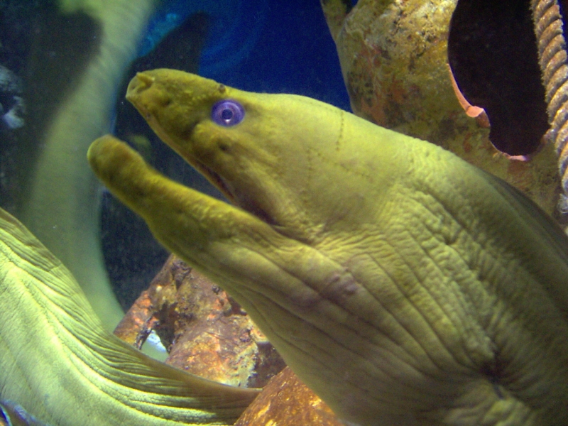 gal/Disneyland_Resort_Paris/sealife/PIC02121.JPG