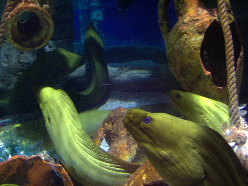 gal/Disneyland_Resort_Paris/sealife/PIC02123.JPG