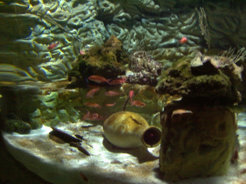 gal/Disneyland_Resort_Paris/sealife/PIC02133.JPG