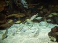 gal/Disneyland_Resort_Paris/sealife/_thb_101_0039.JPG