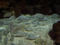 gal/Disneyland_Resort_Paris/sealife/_thb_101_0041.JPG